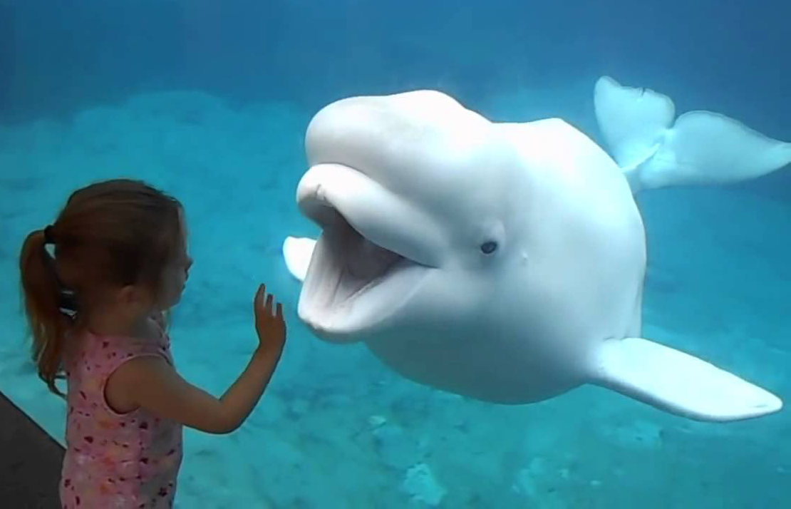 Beluga Whale & Child